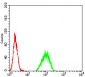 PAX6 Antibody